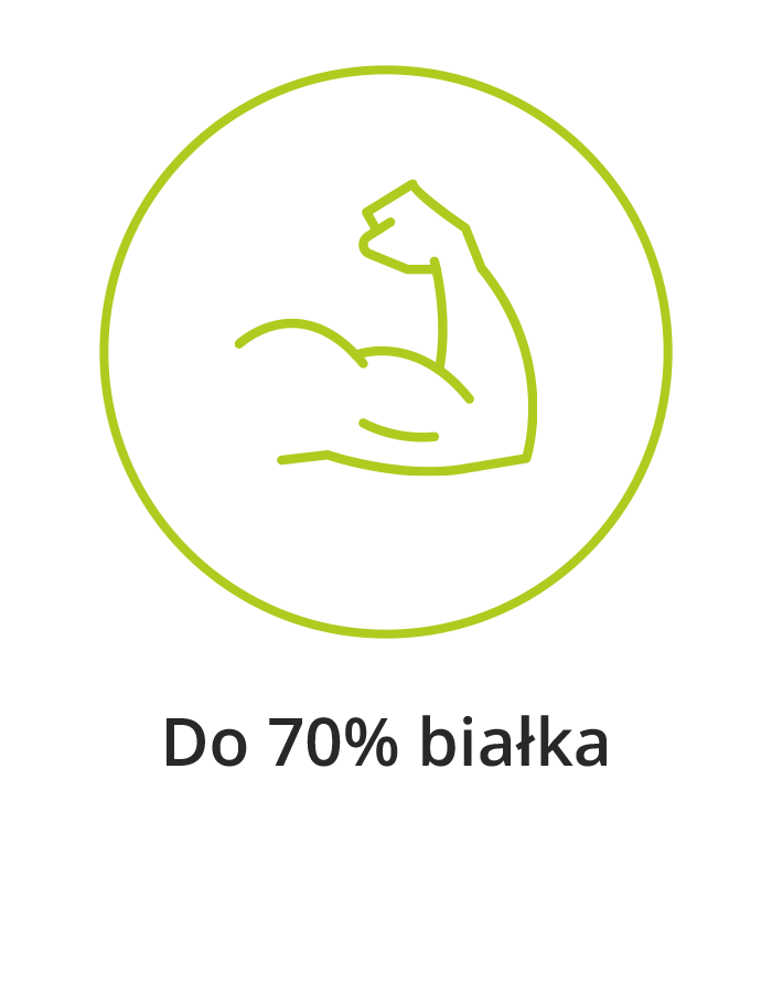 owady bogate w białko